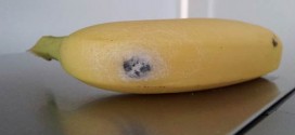 Spiders On Bananas : Woman Finds Deadly, Erection-Inducing Creature In Her Bananas