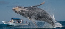 Tourist Killed By Whale : Canadian Jennifer Carren dies after whale jumps onto boat