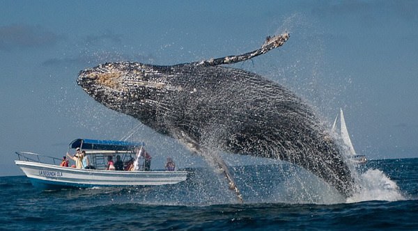 Tourist Killed By Whale : Canadian Jennifer Carren dies after whale ...