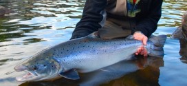 Atlantic Salmon Federation Concerned Government Didn't Notify Public Of Virus, Report