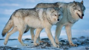 BC government Completes Wolf Cull, 84 Killed