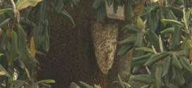 Bee Attack in Pasco, 3 Men Hospitalized After Trying To Steal Honey From Wild Hive