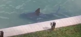 Bull Shark Spotted Swimming Close to Florida Condos (Video)