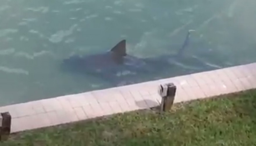 Bull Shark Spotted Swimming Close To Florida Condos Video Canada