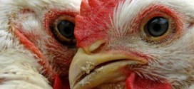 Canada expands poultry ban after more avian flu cases in US states, Report