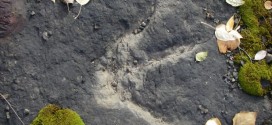 'Dinosaur Autobahn' discovered in northern British Columbia