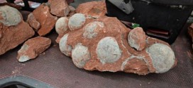 Dinosaur eggs found by Chinese road construction crew (Video)