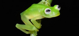 Frog Species Looks Like Kermit : New Glass Frog Species Discovered in Costa Rica (Video)