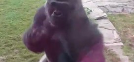 Gorilla cracks glass at zoo and terrifies young family (Video)