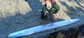 Rare oarfish washed up on a beach in New Zealand (Photo)