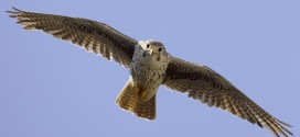 Record levels of pollutants found in a hawk in Langley, Study