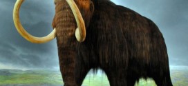 Researchers fully decode a pair of mammoth DNA genomes