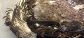 16 eagles killed, dumped in British Columbia (Video)