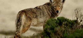 Coyote Attacks 3-Year-Old Girl, leaving minor wounds