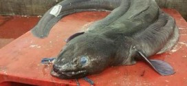 Giant conger eel landed by Plymouth fisherman