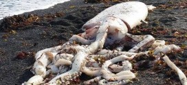 Giant squid washes up on beach in New Zealand (Video)
