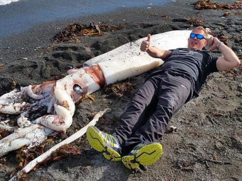 Giant squid washes up on beach in New Zealand