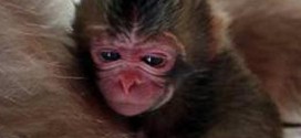 Japan Zoo Sorry For Naming Baby Monkey Charlotte