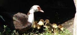 Jason Falbo : Lawnmower man charged with animal cruelty after running over family of ducks