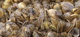 Manitoba ramps up efforts to curb spread of zebra mussels (Video)