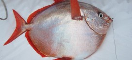 Opah! Researchers find the first warm-blooded fish