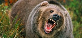 Possible fatal bear attack on camper in northern BC : RCMP