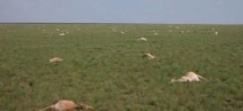 Researchers in tizz over deaths of rare antelope