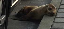 San Francisco : Sea Lion pup rescued after wandering on streets