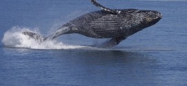 Scientists Found a Bungee Cord Like Nerve System in Whales