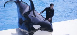 SeaWorld San Diego Cited For Safety Violations