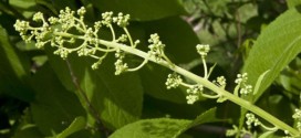 Thunder God Vine Cure For Obesity, Harvard study