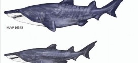 20-foot gigantic shark fossils found in Texas