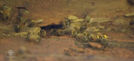 50,000 bees removed from Ont. home (Video)