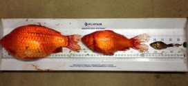 Albertans warned not to flush 'invasive' goldfish (Video)