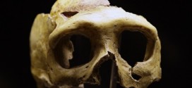 Ancient European had close Neanderthal ancestor, Says study