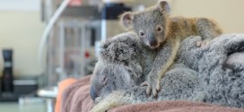 Australia Zoo : koala hangs on to mom during life-saving surgery