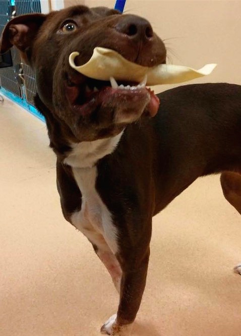 Caitlyn Dog Recovery : Surgery a success for dog found with muzzle taped shut