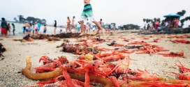 Hordes of red crabs wash up in S. Calif. (Video)