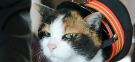 Japan says goodbye to Tama, the cat stationmaster (Video)