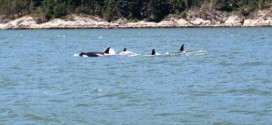 Killer whale pod spotted in Vancouver's Burrard Inlet (Video)