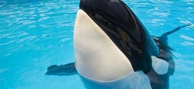 Liberal senator calls for ban on whales and dolphins in captivity