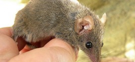 Marsupial mating habits to die for, Report