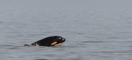 Newborn orca spotted near Tofino, guide says (Photo)