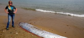 Oarfish Found? 17-foot-long sea creature found off Catalina Island