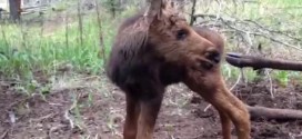 Orphaned moose killed as standard Montana procedure (Video)