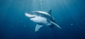 Shark bites boy wading in waist-deep water in Florida (Video)