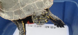 Western painted turtle found in Regina could be largest on record (Photo)