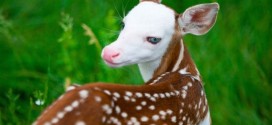 White Faced Deer, rejected by mother, finds new life at animal farm (Video)