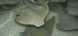 54 Stingrays Die after malfunction at Brookfield Zoo