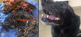 62 hair bands in dog's stomach: Quite the collection! (Video)